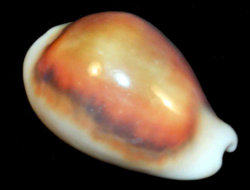 Cypraea spadicea 39 - cypraea,
