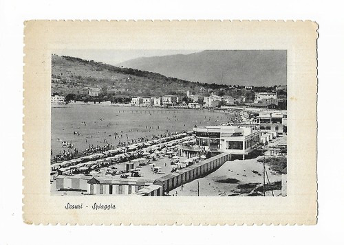 Latina scauri - (0103),