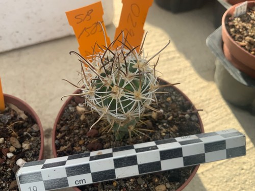 029 sclerocactus wrightii - 029,