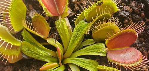 Dionaea muscipula aspera - dionaea,