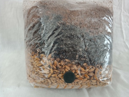 All one mushroom grow bag - in,