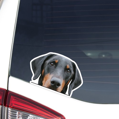 Adesivo auto doberman pinscher - auto,