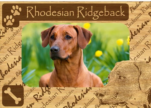 Rhodesian ridgeback paws - w,