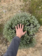 Lavanda, Pianta “Lavandula