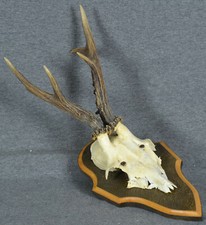 Capriolo corna e testa su base di legno, nuovo, mai usato