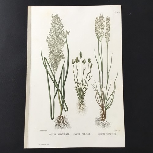 Incisione botanica xix secolo - incisione,