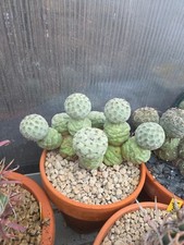 Tephrocactus Geometricus Mega XXXL Own Roots OLD Geohintonia aztekium copiapoa 