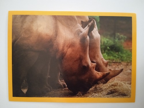 Figurina national geographic - national,