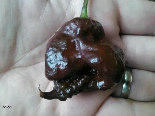 Carolina reaper chocolate - carolina,