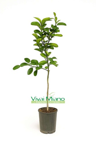 Pianta arancio lane late - arancio,