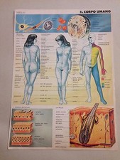Tavola di anatomia a colori vintage Il Corpo Umano + scheda tecnica