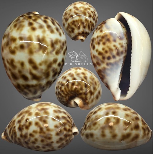 Cypraea tigris pardalis - tigris,