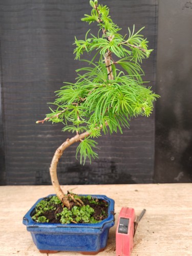 Bonsai larice visita il - larice,