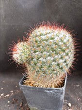 MAMMILLARIA BOMBICINA -VIVAIO IL GIARDINO DI MAYA- CACTUS B5