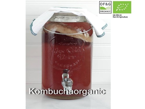 Bio kombucha scoby - xl, +