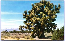 Cartolina CA Joshua Alberi