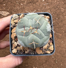 Thelocactus hexaedrophorus - hexaedrophorus,