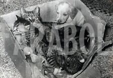 Foto vintage Cuccioli, Mamma gatta adotta un cane, 1961, Stampa 18 x 13 cm