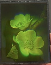 Vero ologramma laser 3D