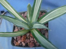 Agave desmettiana