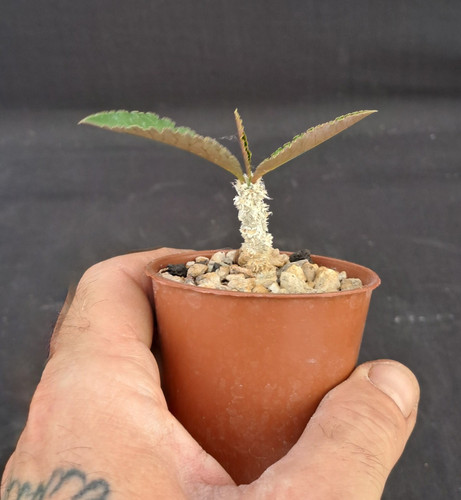Euphorbia suzannae marnierae - euphorbia, suzannae-marnierae