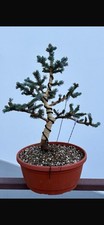 Bonsai Picea Pungens Pino