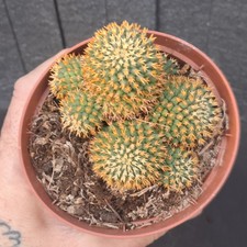 Mammillaria camptotricha f