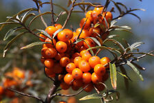 Olivello spinoso - Hippophae