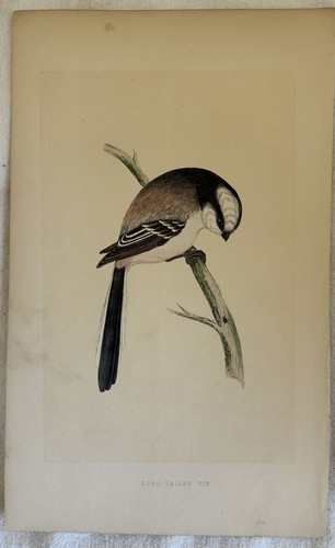Morris long tailed tit - long-tailed,