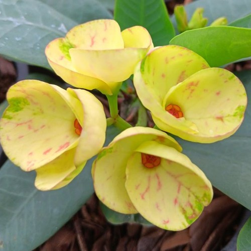 Pianta ibrida euphorbia milii - pianta,