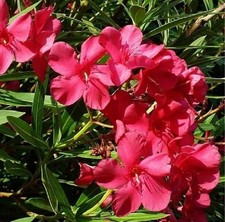 40pz Pianta Oleandro