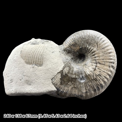 Becheiceras ammonite fossil - becheiceras,