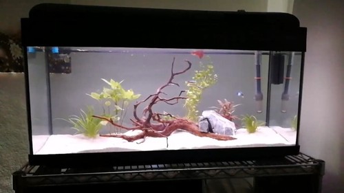 Acquario poseidon 80lt - acquario,