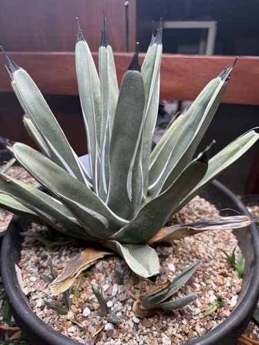5gal agave nickelsiae - nickelsiae, (many