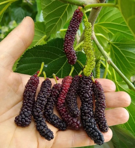 Gelso pakistano rosso - rosso, gigante