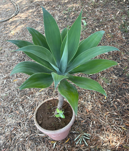 Agave attenuata pianta - attenuata,