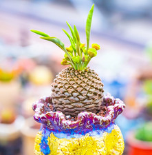 Pianta di cactus succulenta