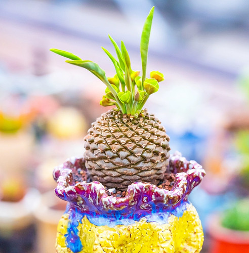 Pianta cactus succulenta - di,