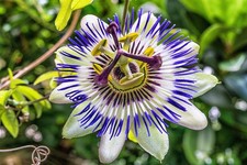 Pianta di FIORE DELLA PASSIONE Passiflora Caerulea - Vaso H100cm
