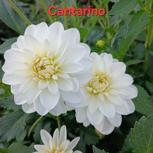 Semi dalia fiori da - semi,