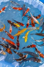 ✅NOVITA'!! CARPE KOI 8-11CM SELEZIONATE GRADO A LAGHETTO POND ACQUARIO PESCI