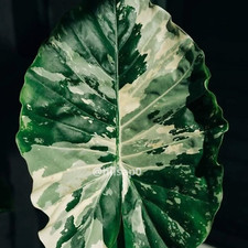 5 Alocasia Macrorrhiza
