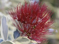 Metrosideros Excelsus