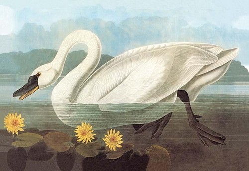 Whistling swan john james - whistling,