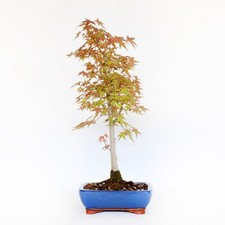 KENTIS - Bonsai di Acero Deshojo - Acer Palmatum - Piante vere da esterno