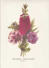 Anemone Eisenhölzer