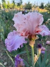 Iris TB,  ‘ Garden Spot'