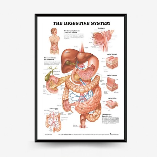 Stampa artistica anatomica