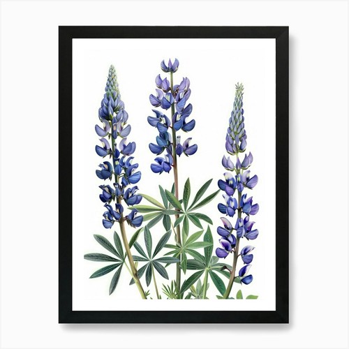 Lupino stampa artistica - artistica, con