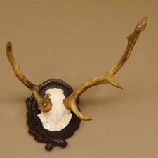 Daino Grandi Corna H 39 CM